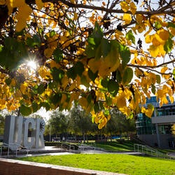 leaves and letters
