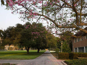 Campus Mall Walkway