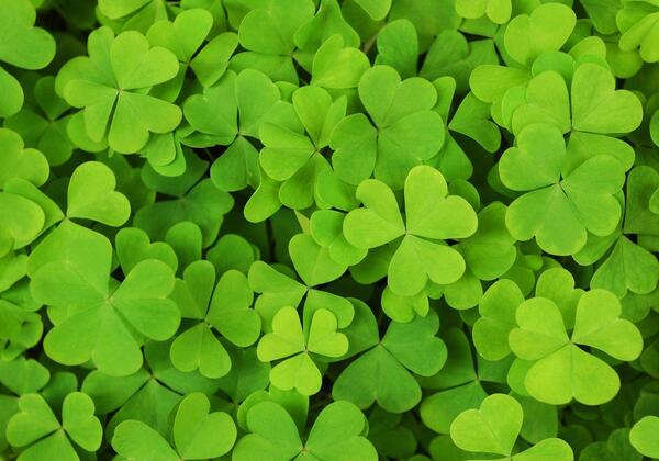 clovers