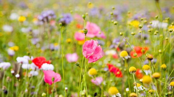 wildflowers